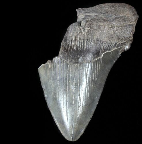 Partial, Serrated, Fossil Megalodon Tooth #52988